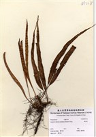 藏品(奧瓦葦)的圖片